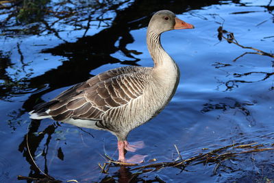 Close-up of bird in lake