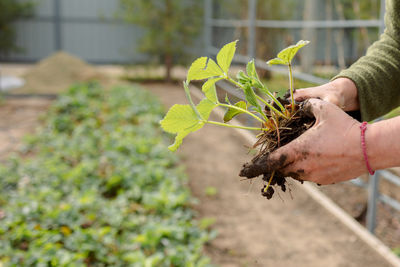 Woman is planting seedlings of strawberries. gardening work. country life. eco farm