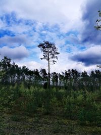 Trees in forest against sky