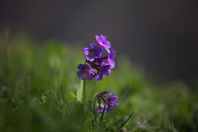 Close-up of purple crocus flowers on field. purple flower.