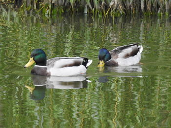 View of mallard ducks swimming on lake