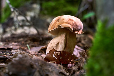 Close-up of mushroom growing on field