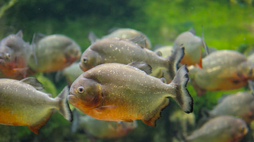 Close-up of fish swimming in sea