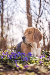 Close-up of a dog against blurred background