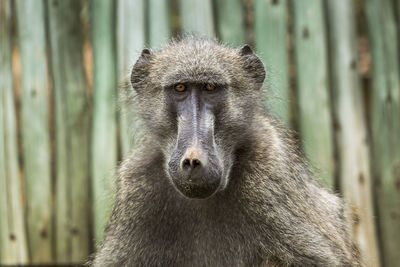 Close-up portrait of baboon