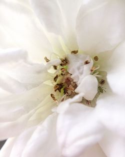 Full frame shot of white flower
