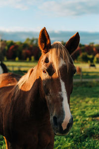 Close-up of a horse on field