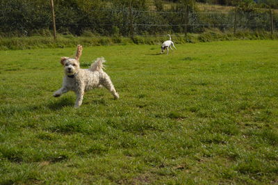 Dogs running on grassy field