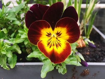 Close-up of flower blooming outdoors