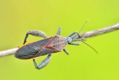 Close-up of shield bug on leaf