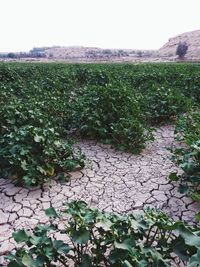 Plants growing on field against sky