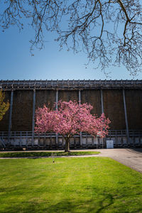 Pink cherry blossoms in park against sky