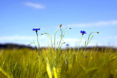 Close-up of purple flowering plant on field against blue sky