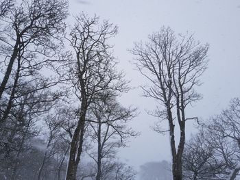 Low angle view of bare trees on snow covered landscape
