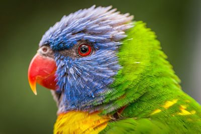 Close-up of parrot