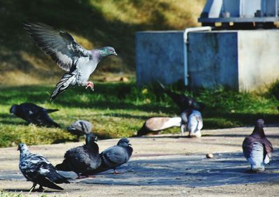 Pigeons on road