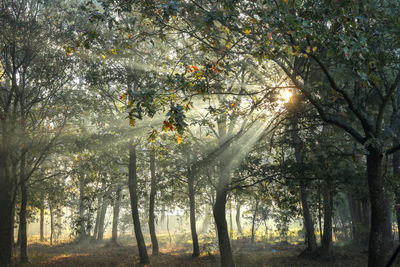 Low angle view of trees in forest
