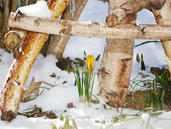 Close-up of snow