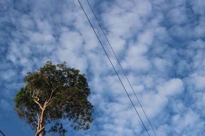 Low angle view of tree against sky