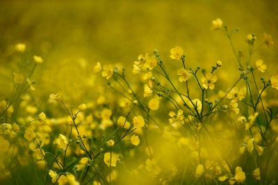 Close-up of yellow flowering plants on field