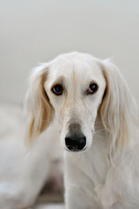 Close-up portrait of dog