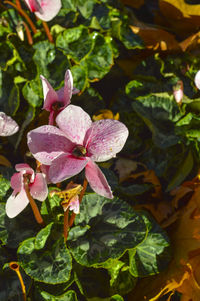 Close-up of purple flowers blooming outdoors