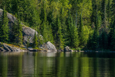 Scenic view of lake in forest