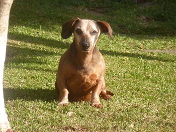 Portrait of dog sitting on field