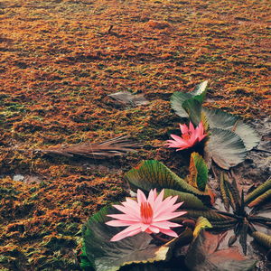 High angle view of flowers blooming on field