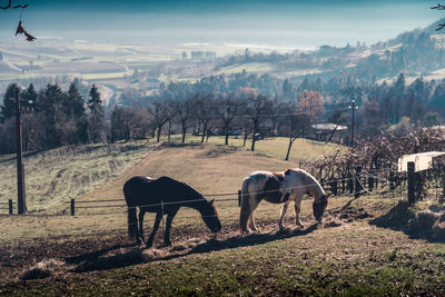 Horses grazing in a field