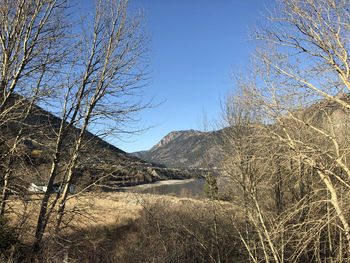 Bare tree on mountain against clear sky