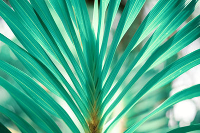 Close-up of palm leaf