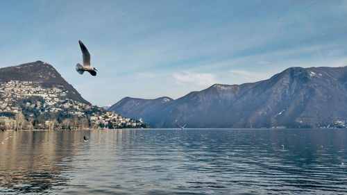 Seagull flying over lake against mountains