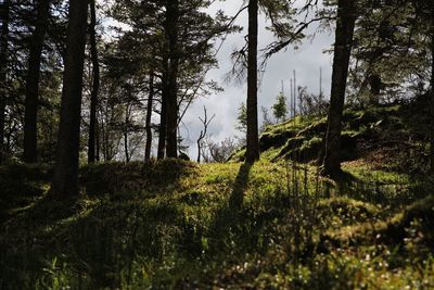 Trees in forest