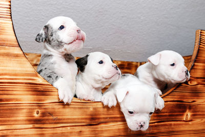 Close-up of puppies