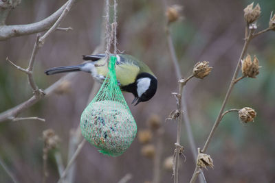 Close-up of bird perching on twig