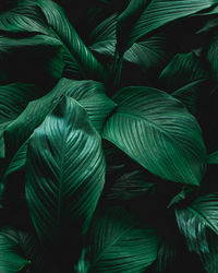 Full frame shot of green leaves