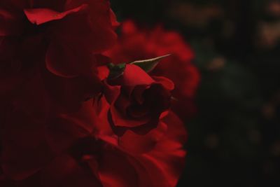 Close-up of red rose against blurred background