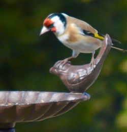 Close-up of bird perching outdoors