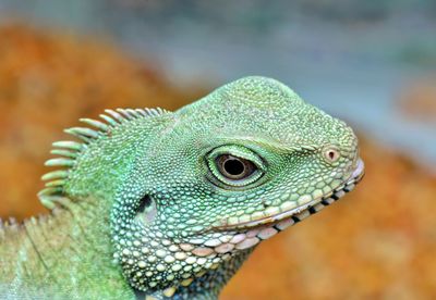 Close-up of lizard