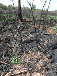 Bare trees on field in forest