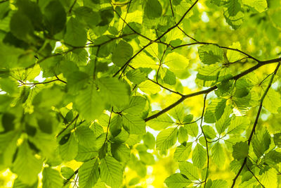 Close-up of leaves