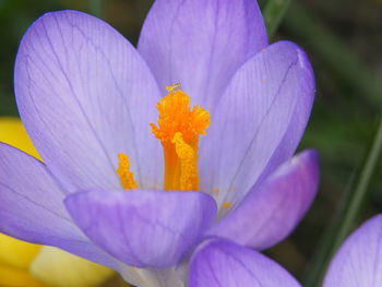 Close-up of purple crocus flower