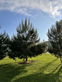 Trees on field against sky