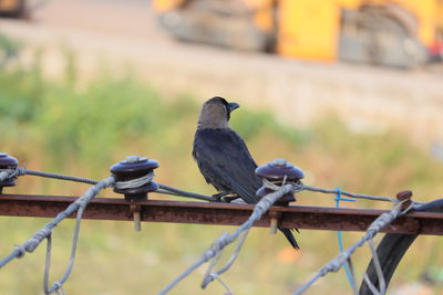 Close-up of crow birds perching on metal fence or light pole