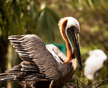 Close-up of bird flying