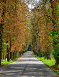 Road amidst trees in forest during autumn