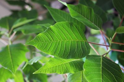 Close-up of leaves