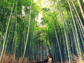 Bamboo trees in forest