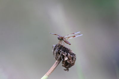 Close-up of insect on plant